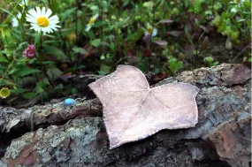 Copper Ivy Leaf Necklace | Electroformed Real Ivy Leaf Pendant | Woodland Nature Jewelry
